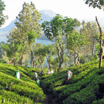 Tea_plantation,_Sri_Lanka