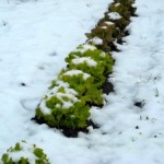 salade ss neige - copie