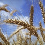 ear of wheat