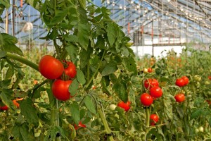 tomatoes_in_greenhouse